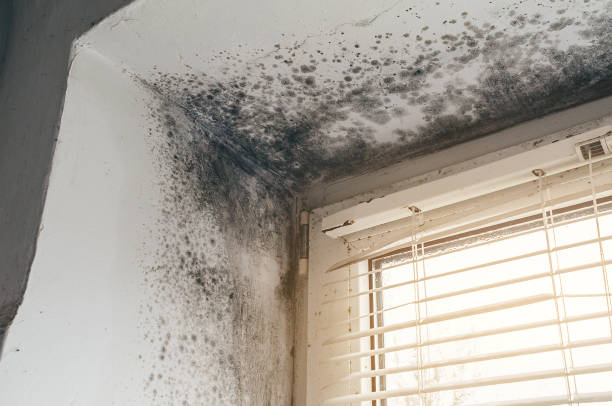 Affordable Mold Remediation solutions in Grandy, NC